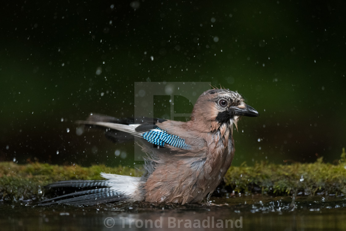 "Eurasian jay bathing" stock image