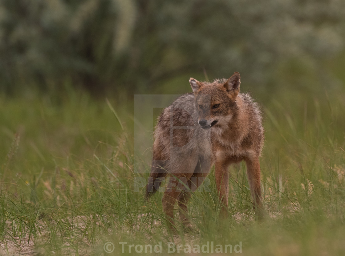 "Golden jackal" stock image