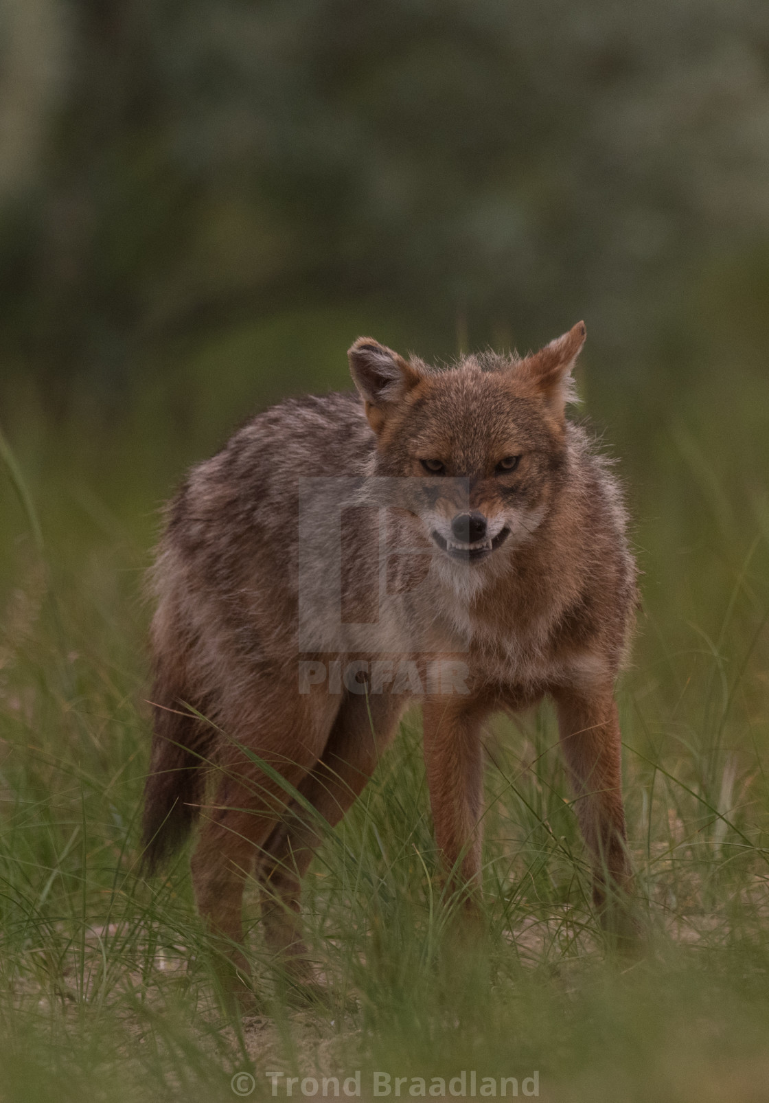 "Golden jackal" stock image