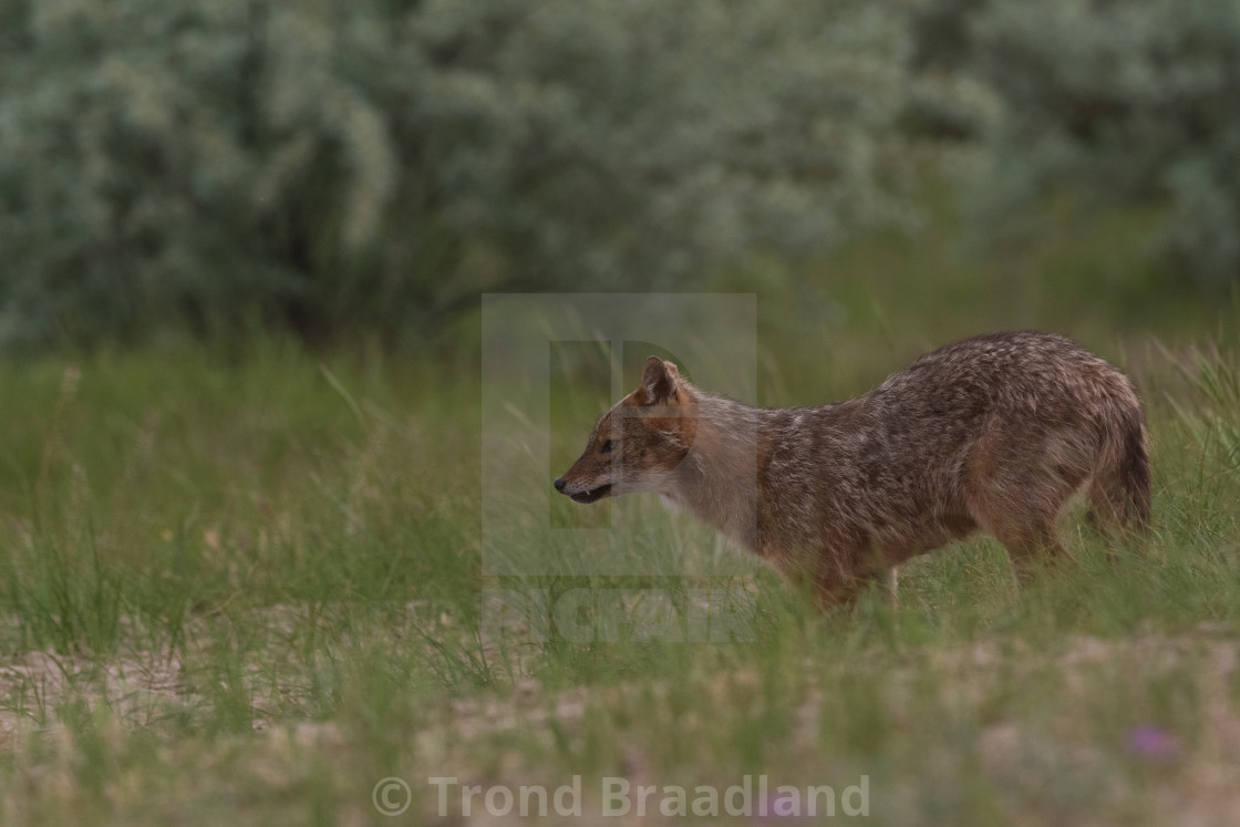 "Golden jackal" stock image