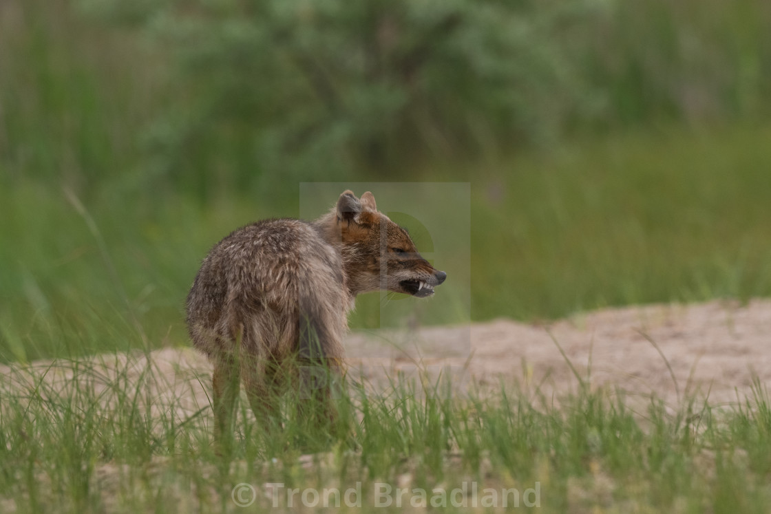 "Golden jackal" stock image