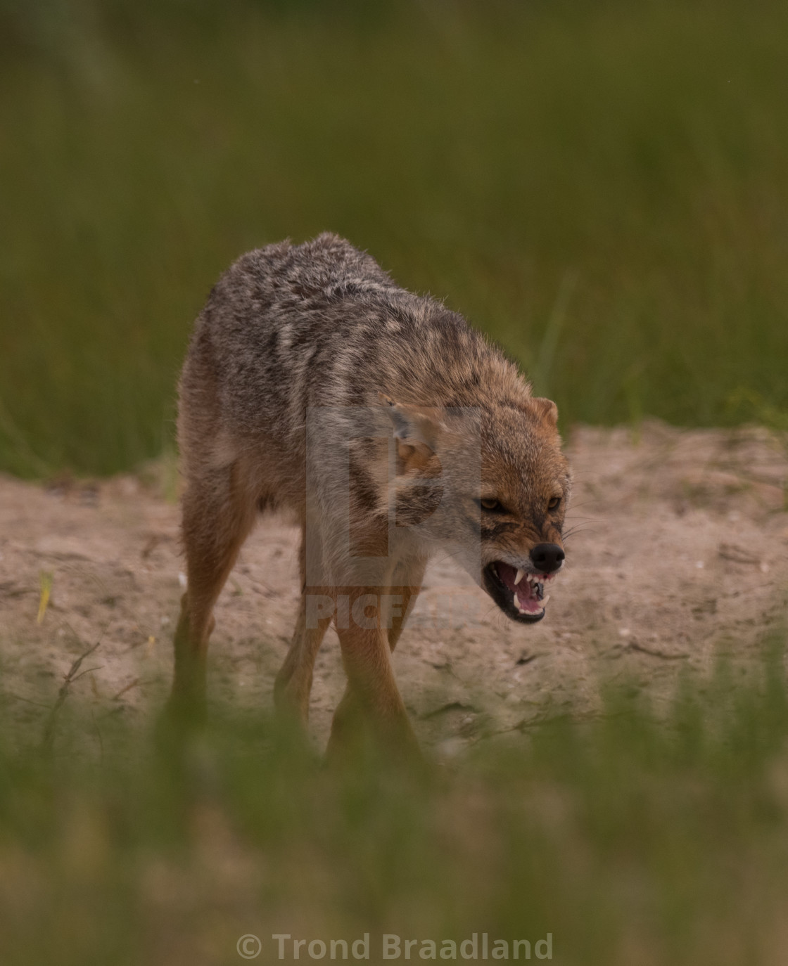 "Golden jackal" stock image