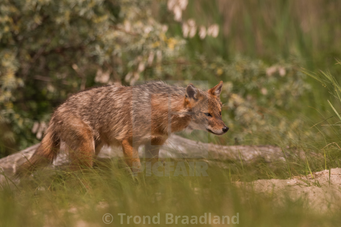 "Golden jackal" stock image