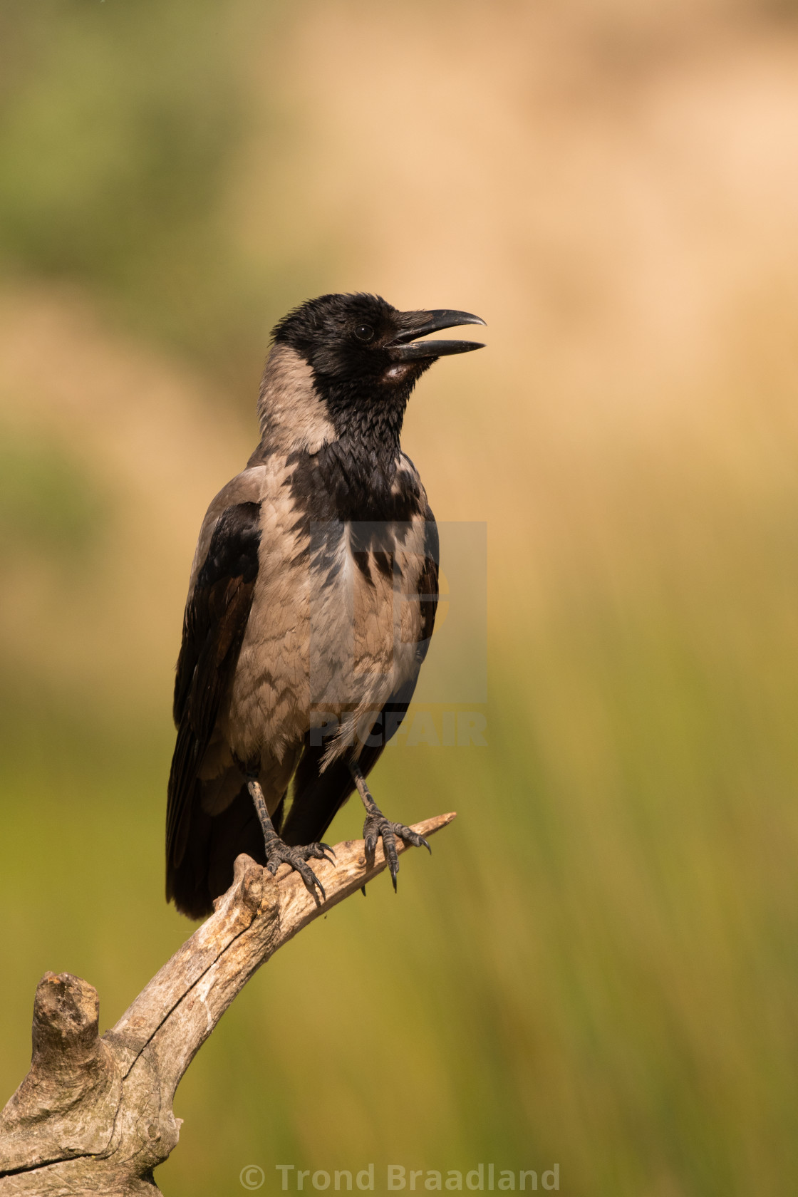 "Hooded crow" stock image