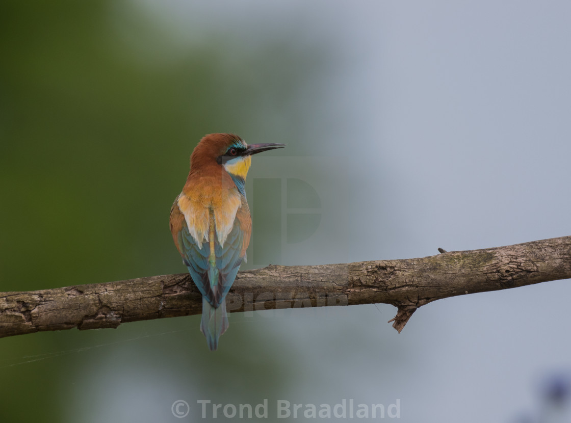 "European bee-eater" stock image