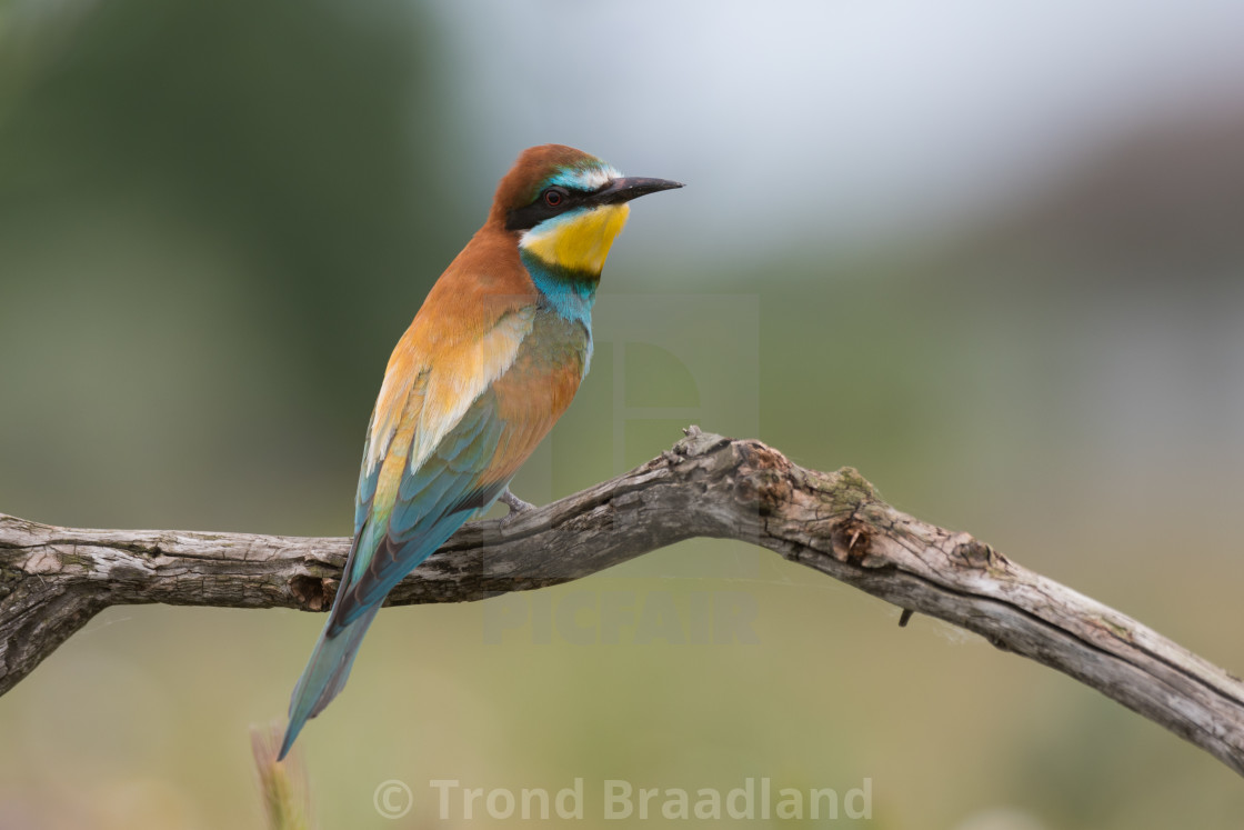 "European bee-eater" stock image