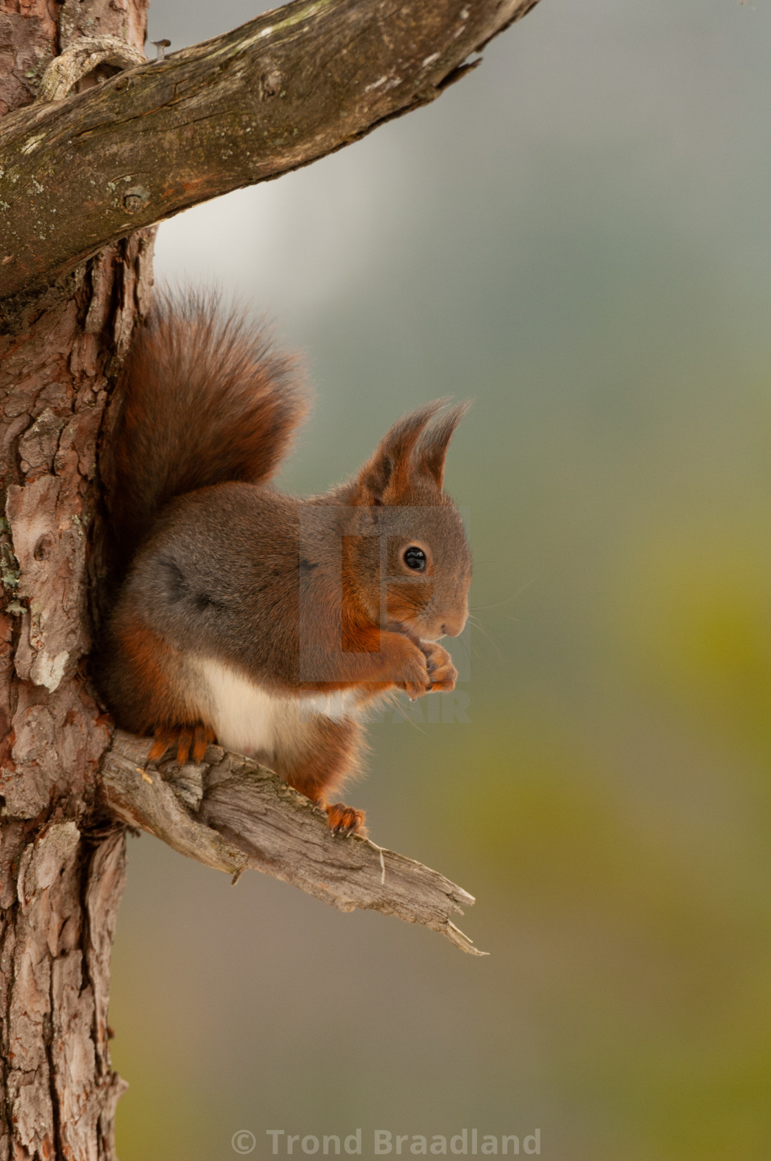 "Red squirrel" stock image