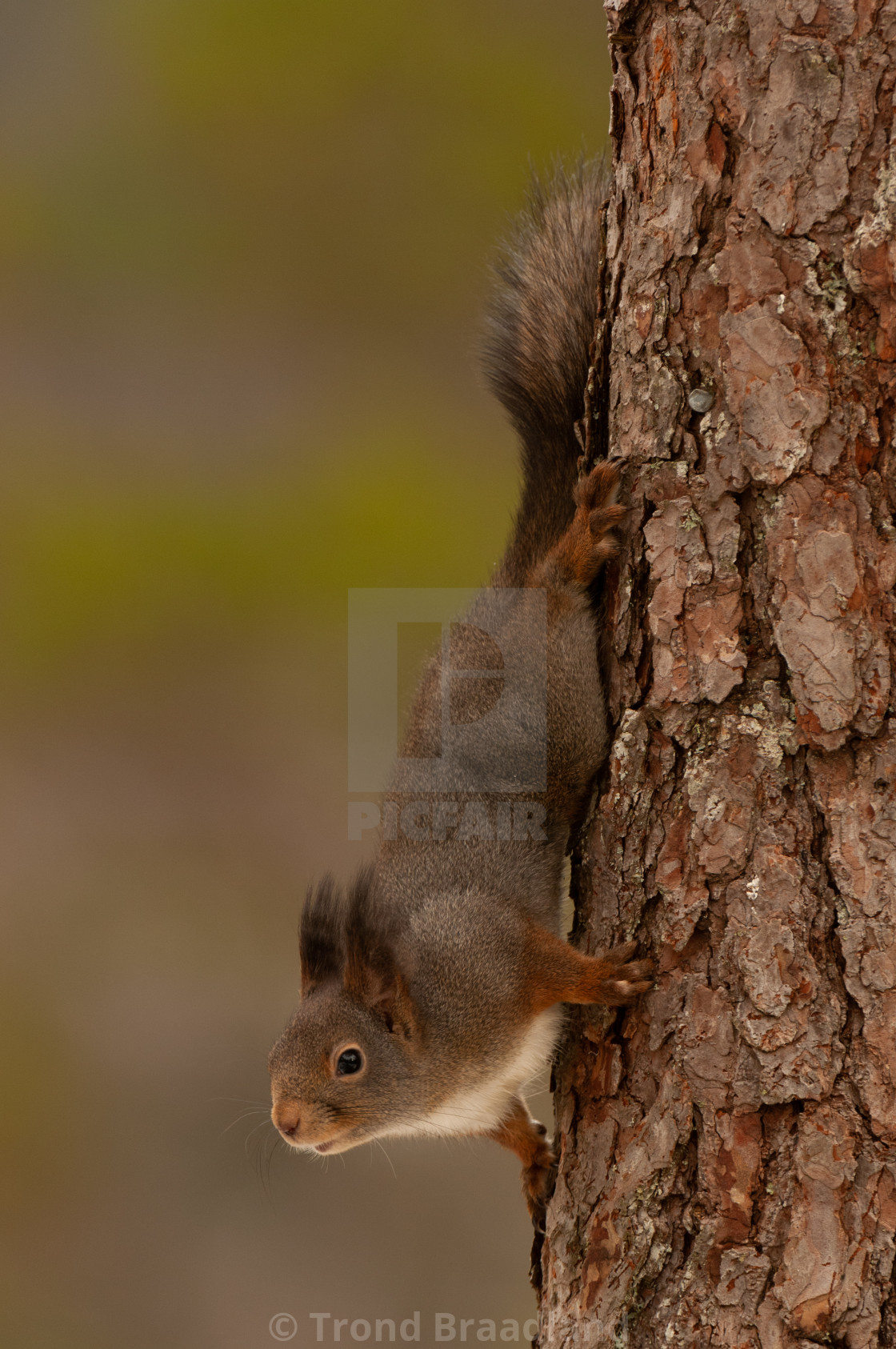 "Red squirrel" stock image