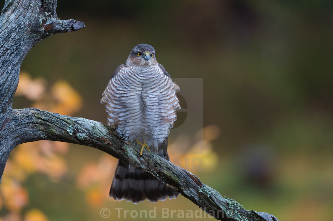 "Eurasian sparrowhawk" stock image