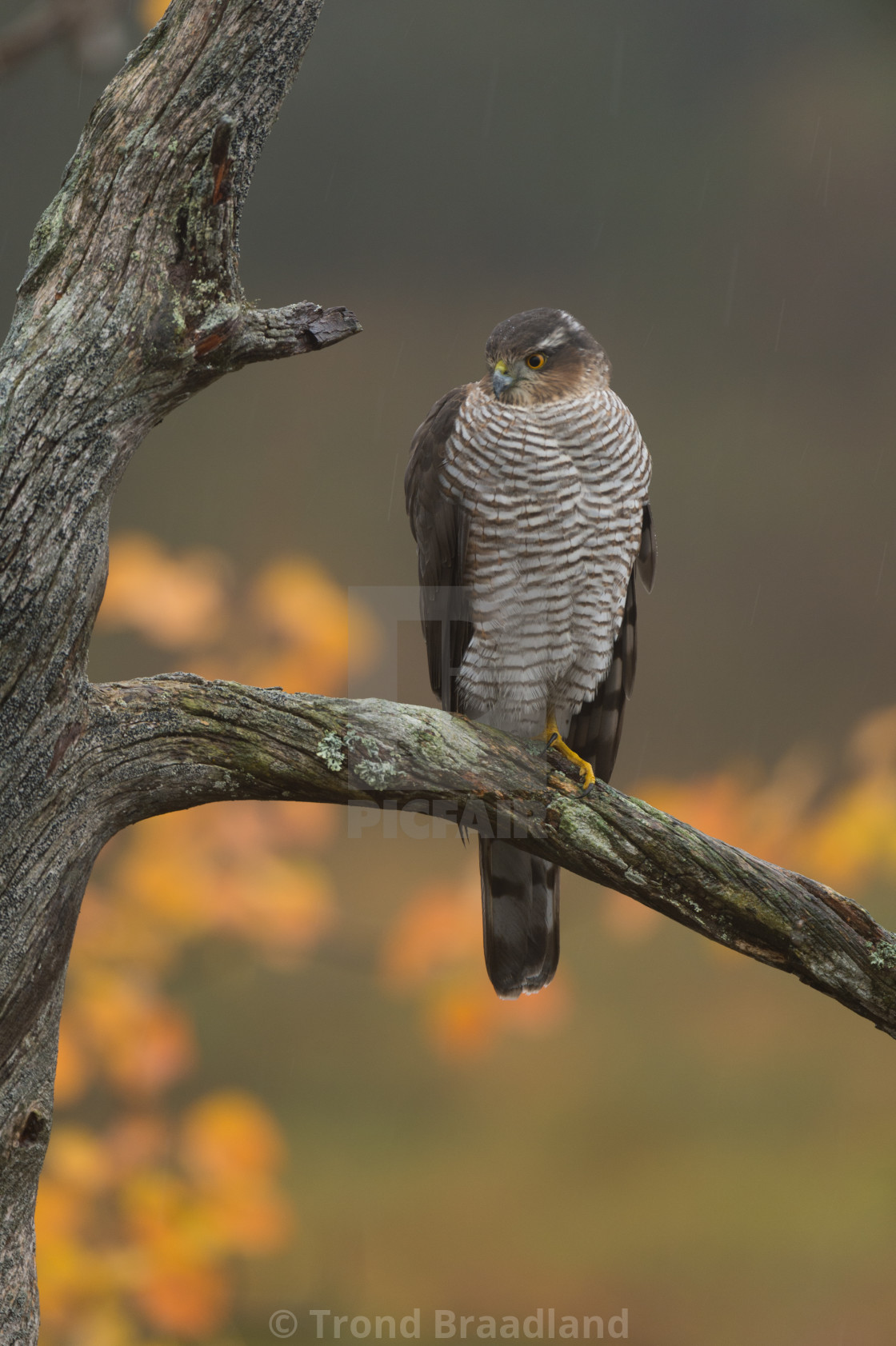 "Eurasian sparrowhawk" stock image