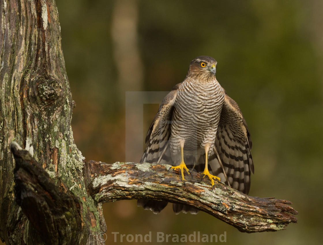 "Eurasian sparrowhawk" stock image