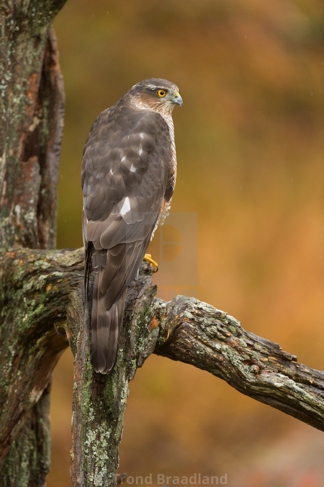 "Eurasian sparrowhawk" stock image