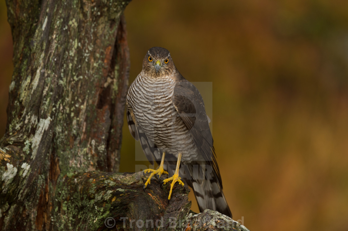 "Eurasian sparrowhawk" stock image