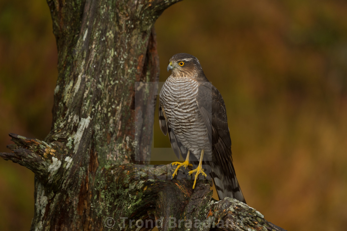 "Eurasian sparrowhawk" stock image