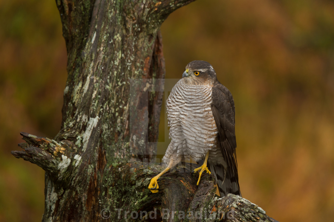 "Eurasian sparrowhawk" stock image