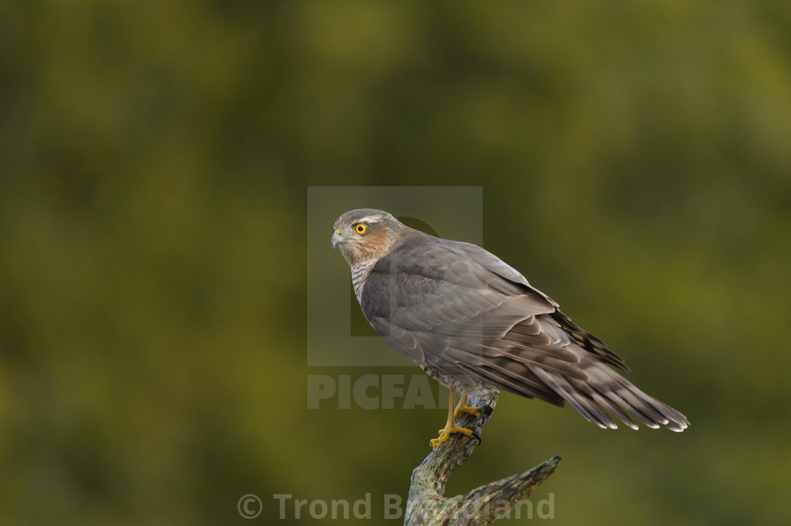 "Eurasian sparrowhawk" stock image