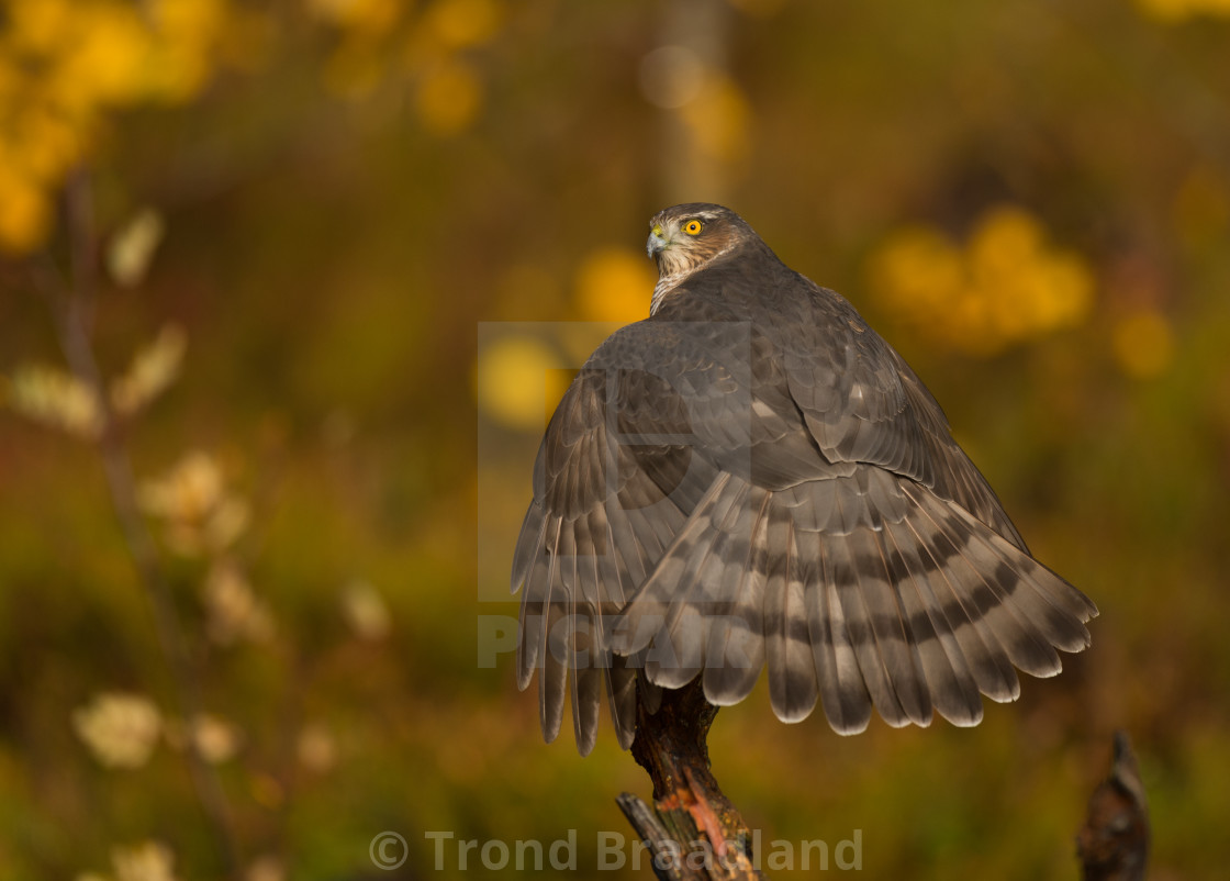 "Eurasian sparrowhawk" stock image