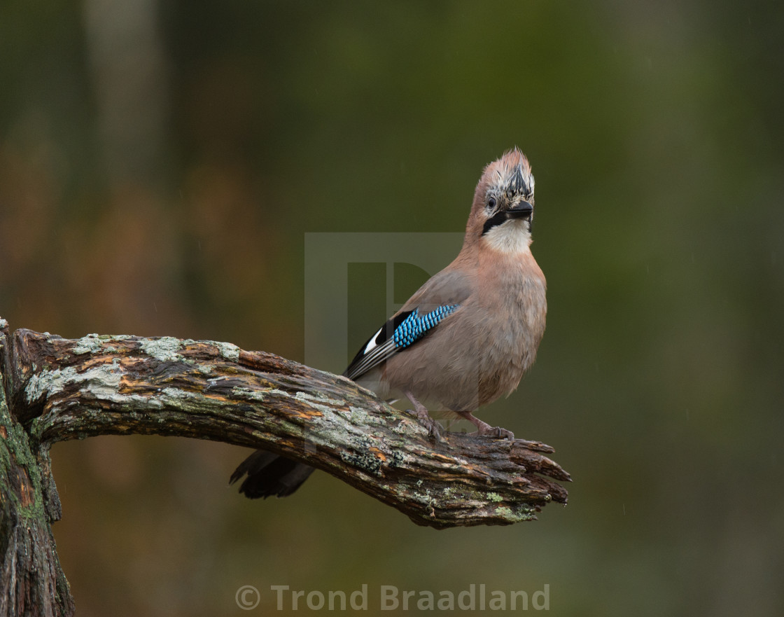 "Eurasian jay" stock image