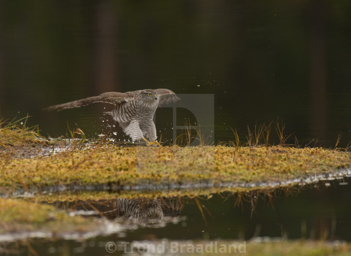 "Eurasian sparrowhawk" stock image