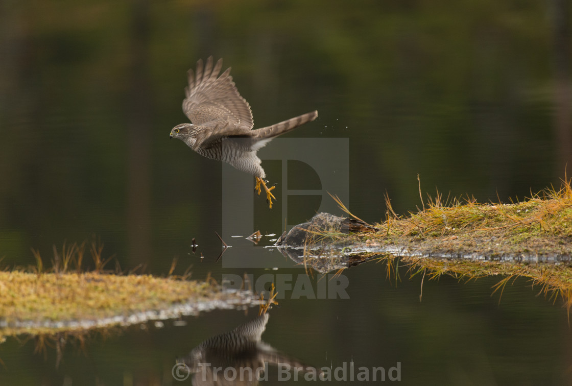 "Eurasian sparrowhawk" stock image