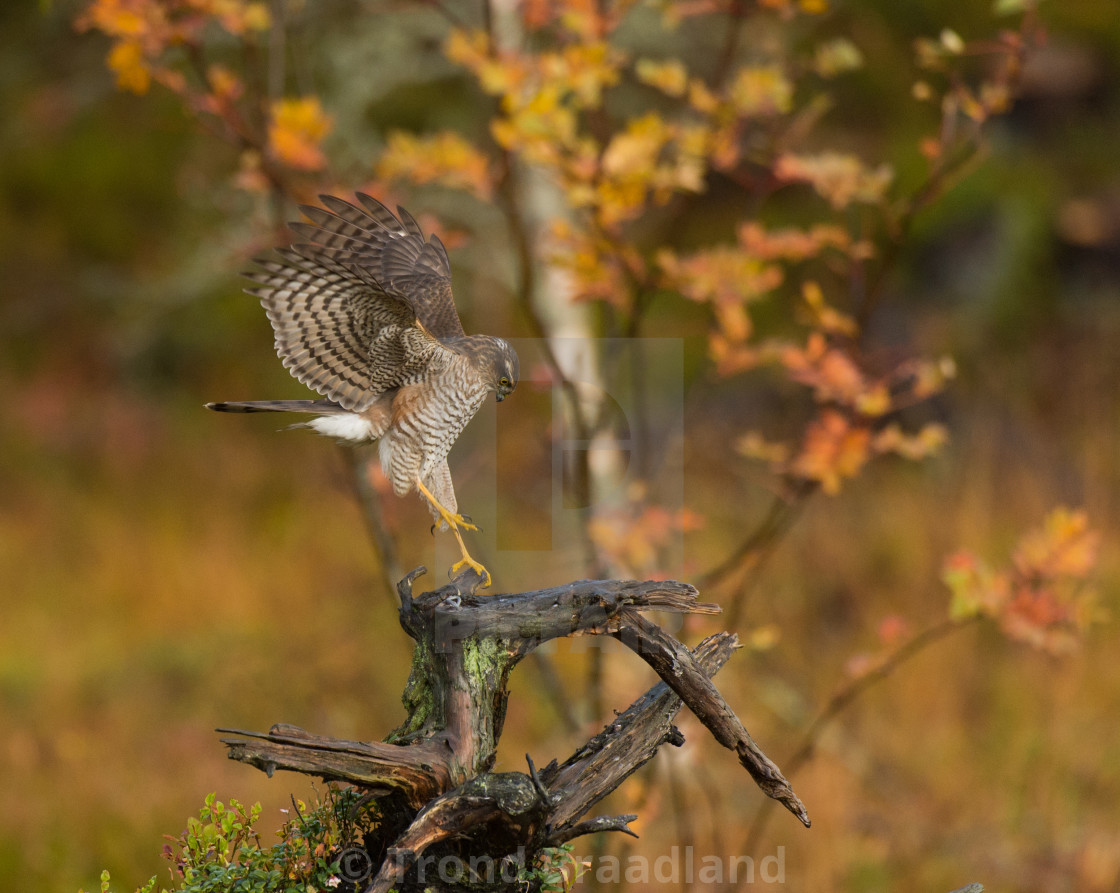 "Eurasian sparrowhawk" stock image