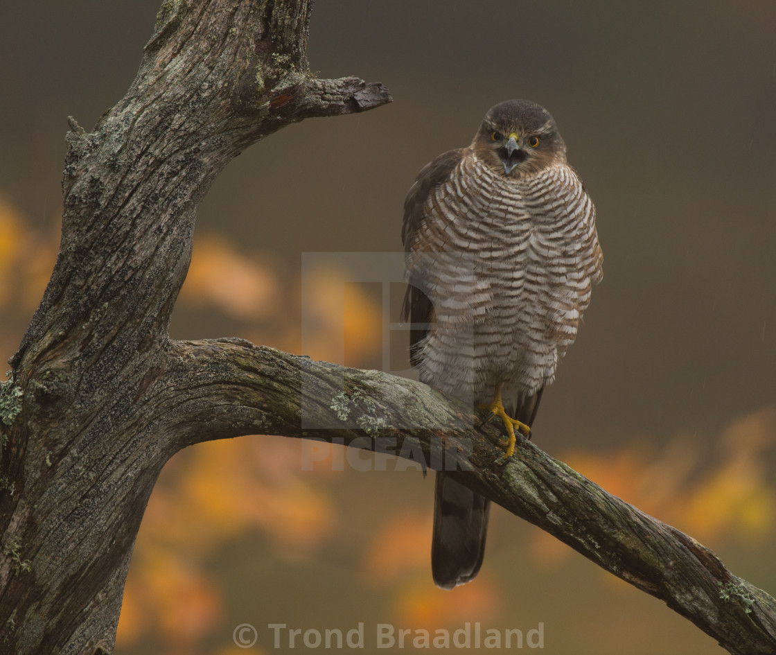 "Eurasian sparrowhawk" stock image