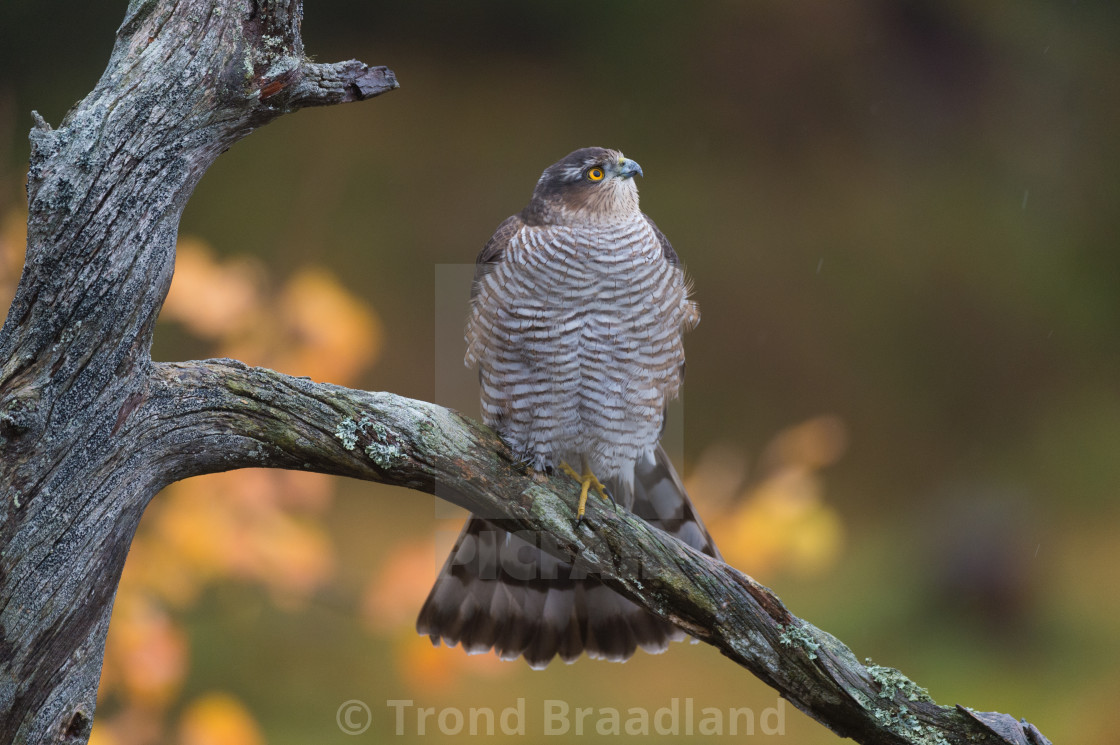 "Eurasian sparrowhawk" stock image