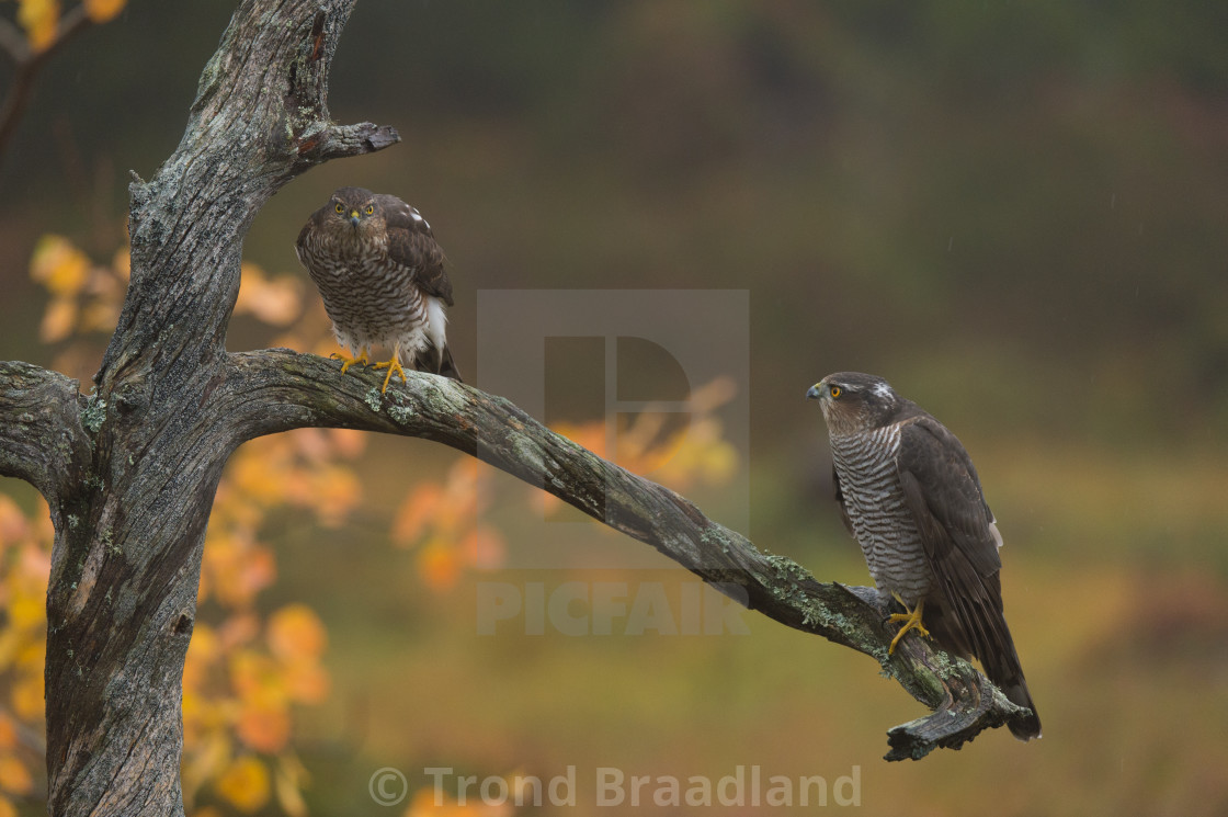 "Eurasian sparrowhawks" stock image