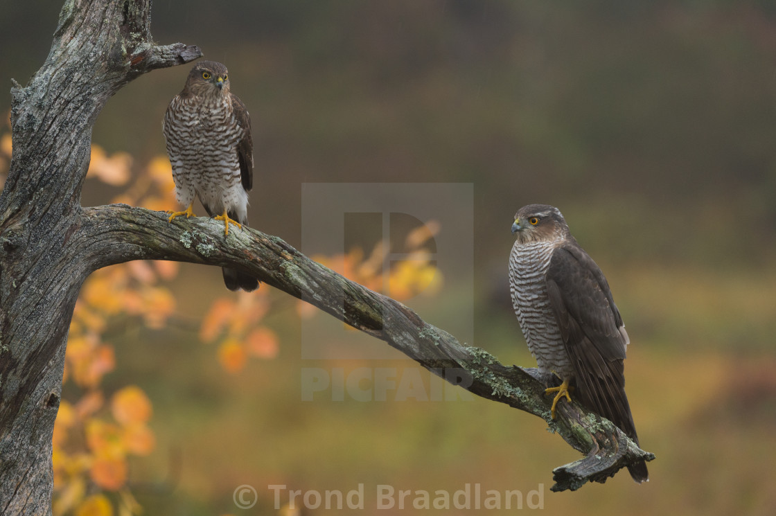 "Eurasian sparrowhawks" stock image