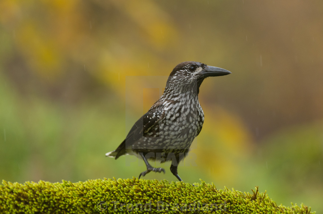 "Spotted nutcracker" stock image