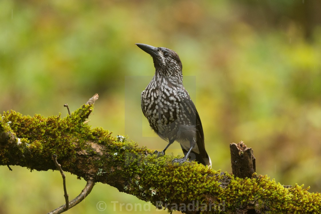 "Spotted nutcracker" stock image