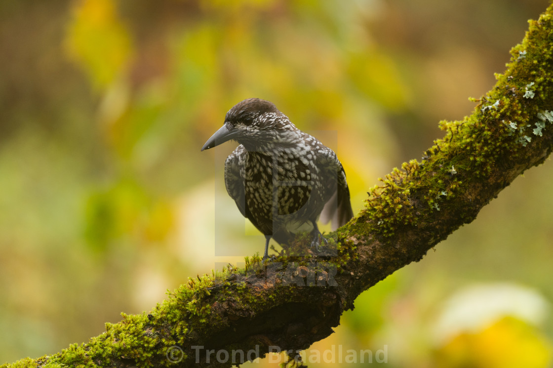 "Spotted nutcracker" stock image