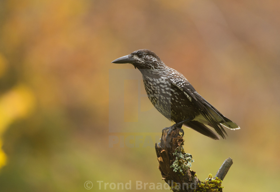 "Spotted nutcracker" stock image