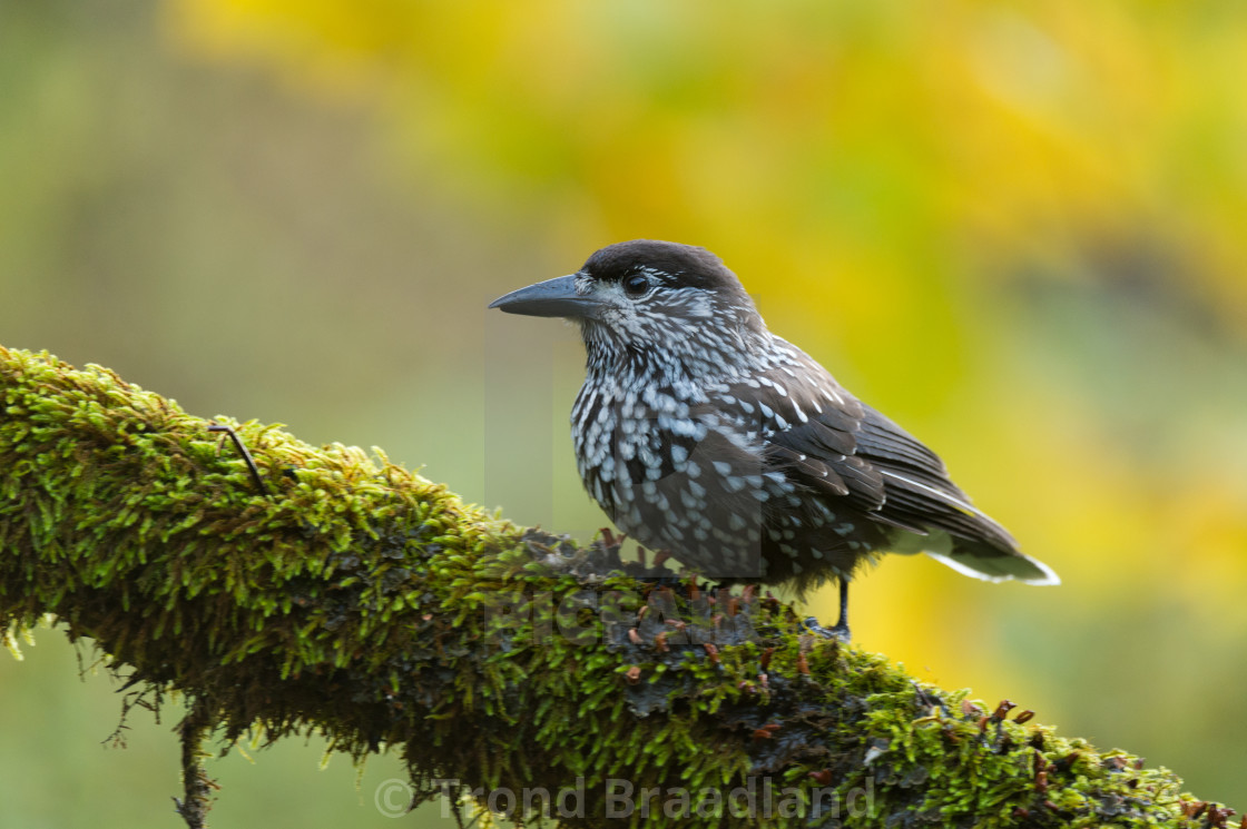 "Spotted nutcracker" stock image