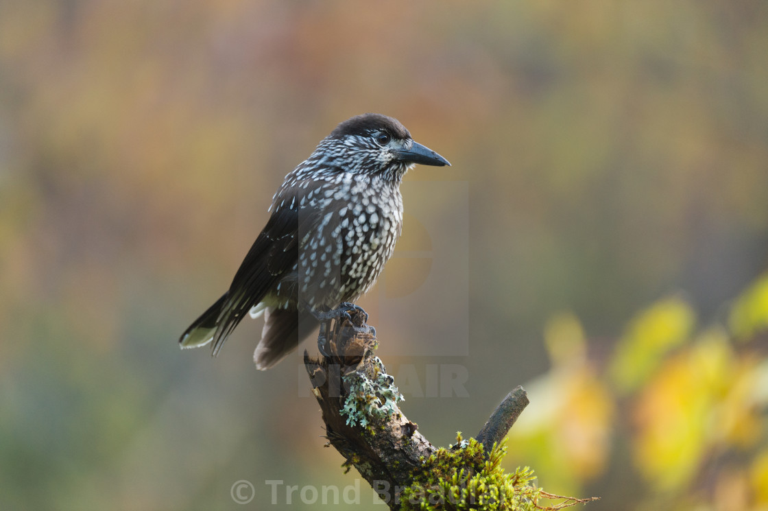 "Spotted nutcracker" stock image