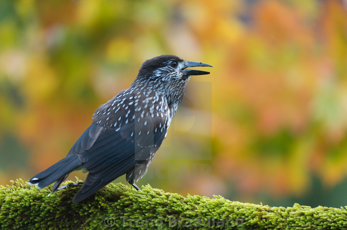 "Spotted nutcracker" stock image