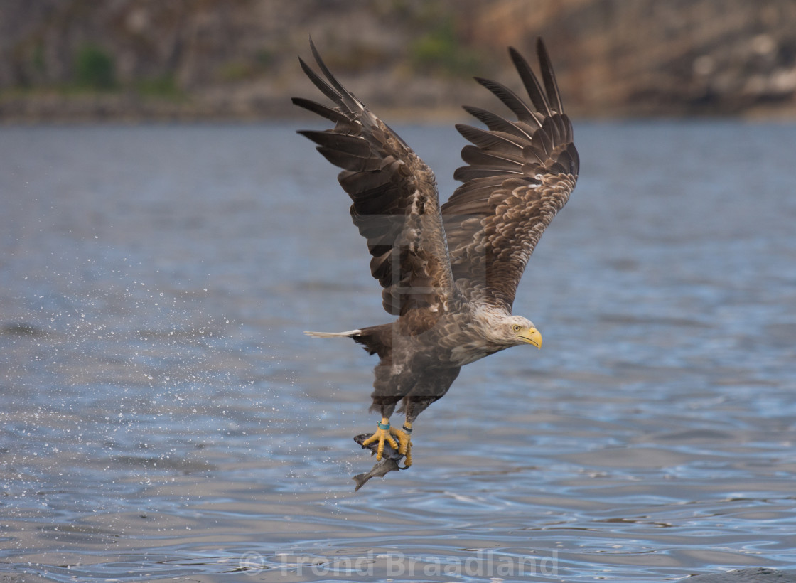 "White-tailed eagle" stock image