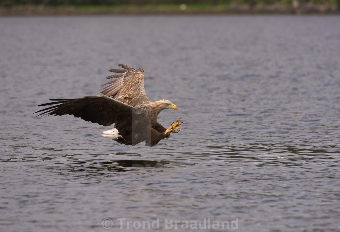 "White-tailed eagle" stock image