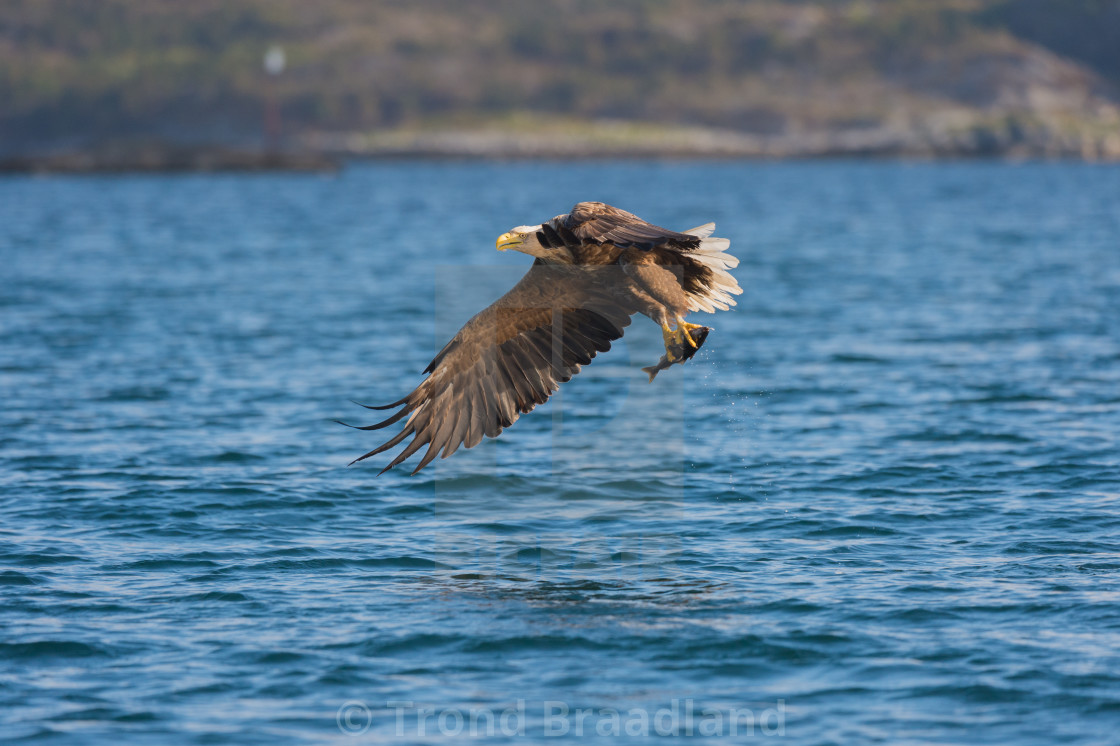 "White-tailed eagle" stock image