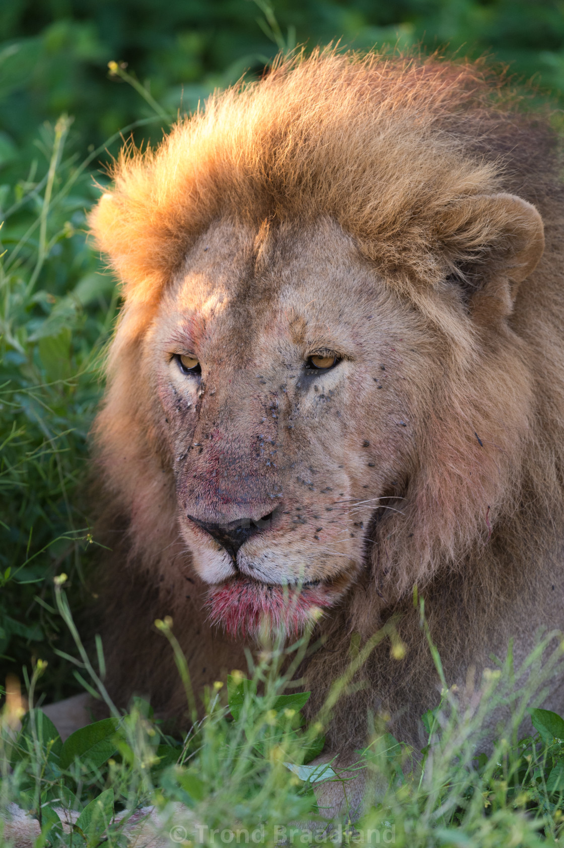 "Lion male" stock image