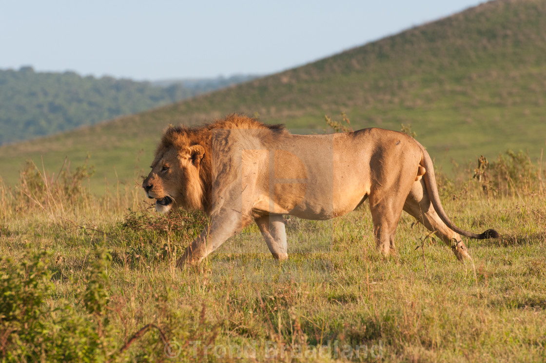 "Lion male" stock image