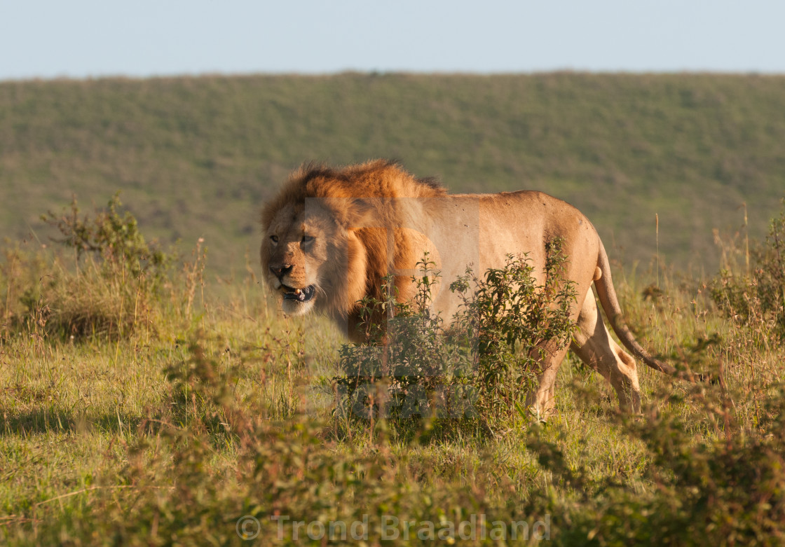 "Lion male" stock image