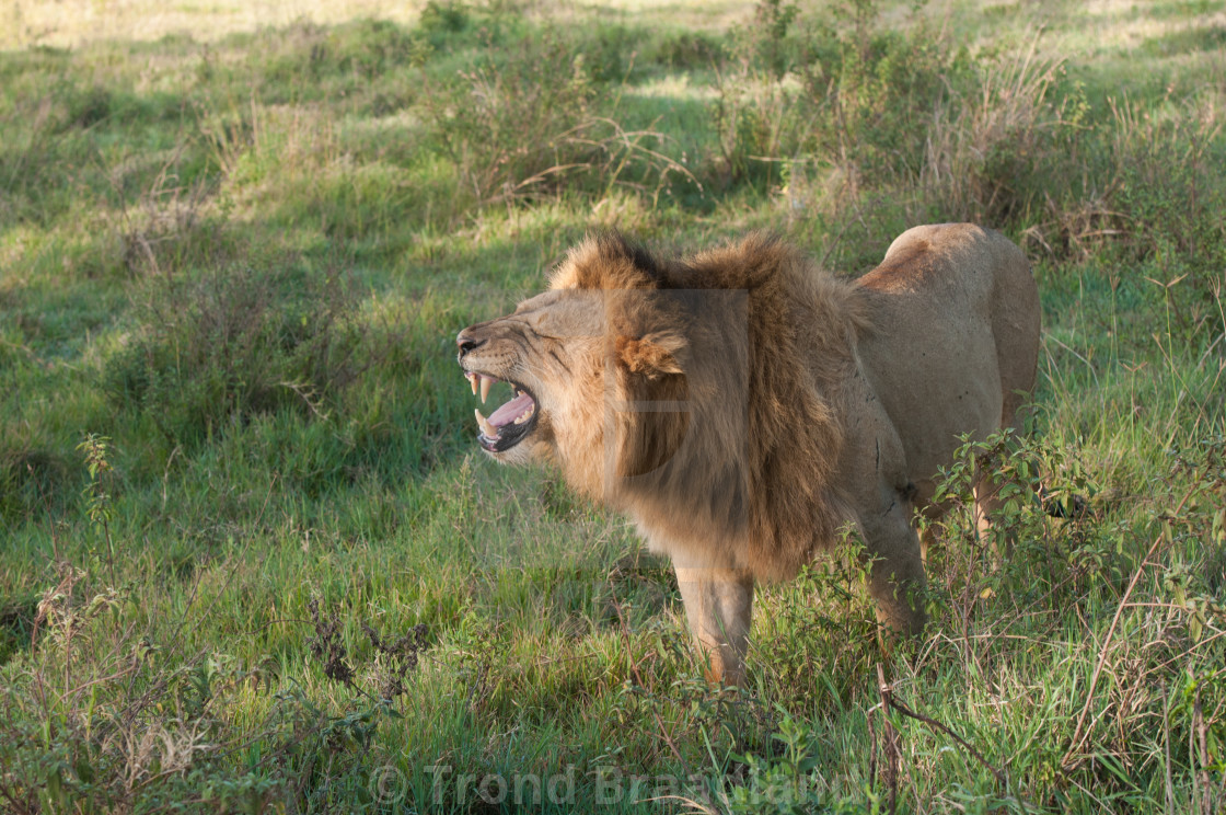 "Lion male" stock image