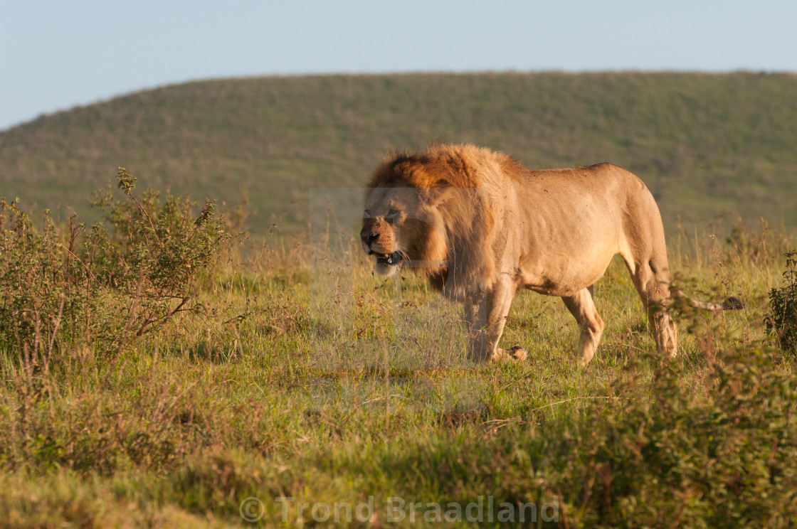 "Lion male" stock image