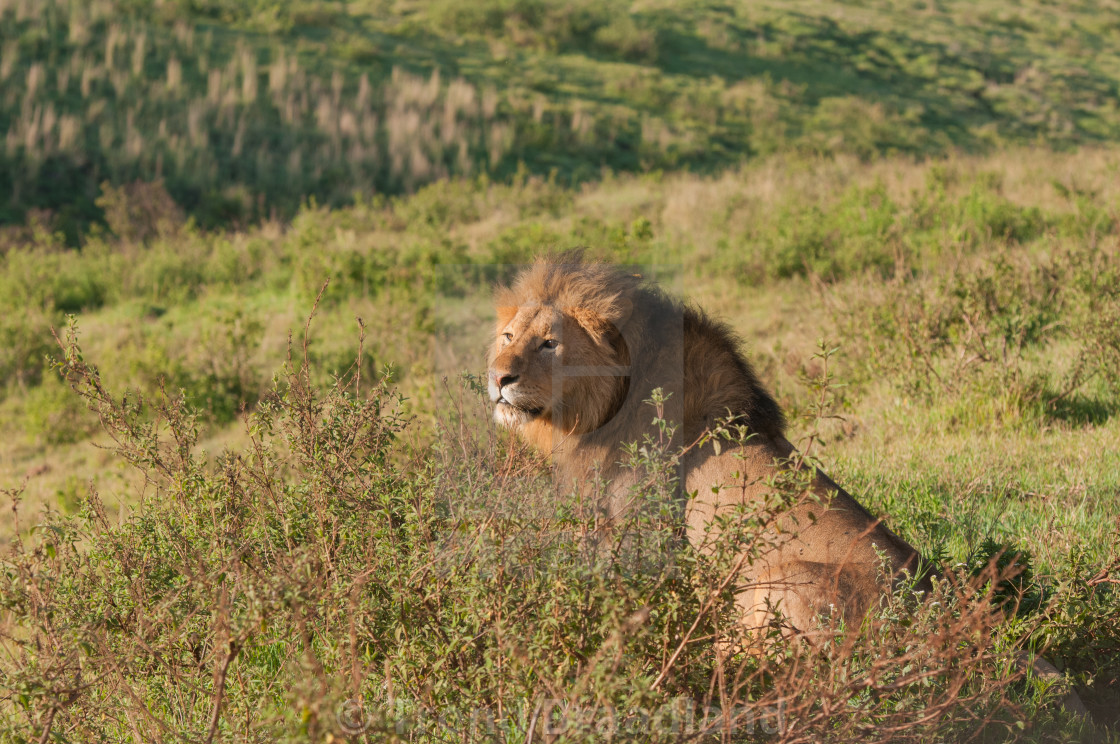 "Lion male" stock image