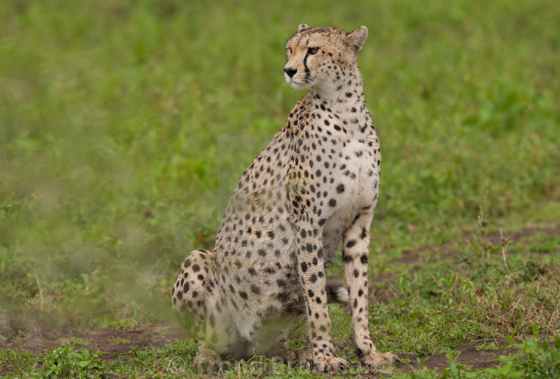 "Cheetah" stock image