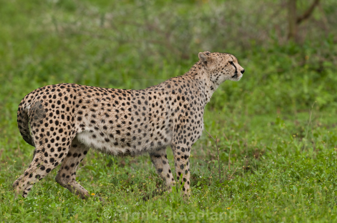 "Cheetah" stock image