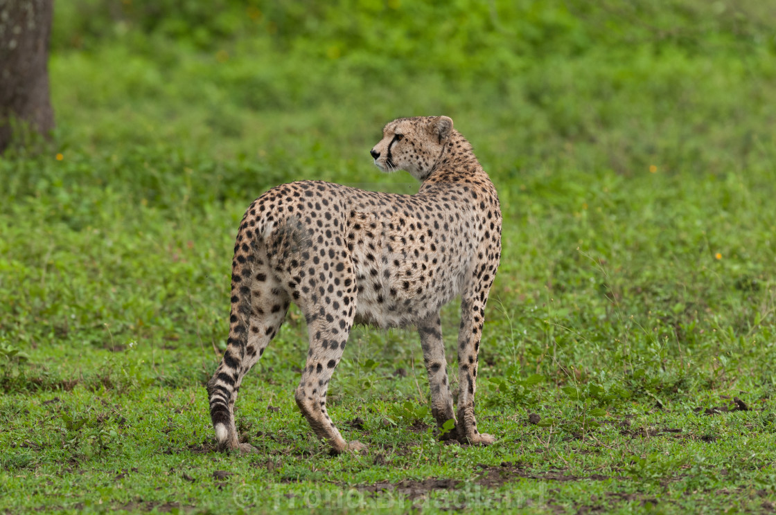 "Cheetah" stock image