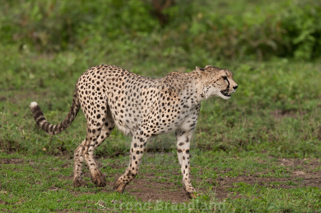 "Cheetah" stock image