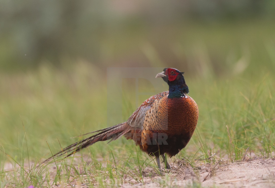 "Common pheasant" stock image